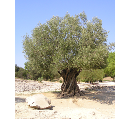 olivetree2